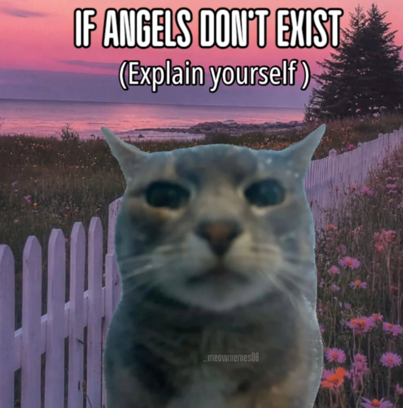 IF ANGELS DON'T EXIST (Explain yourself) meowmemes06