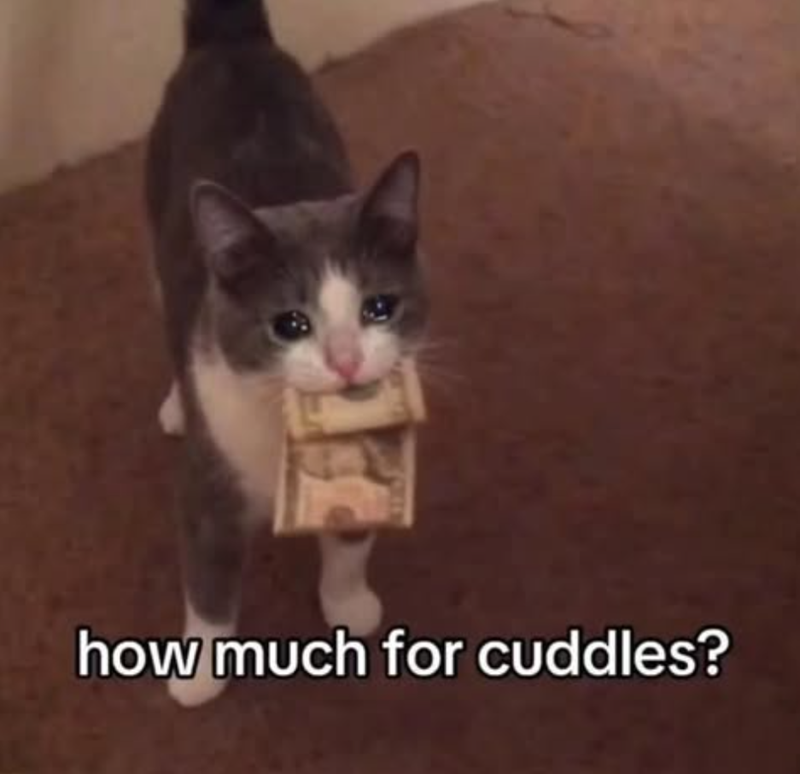 how much for cuddles?