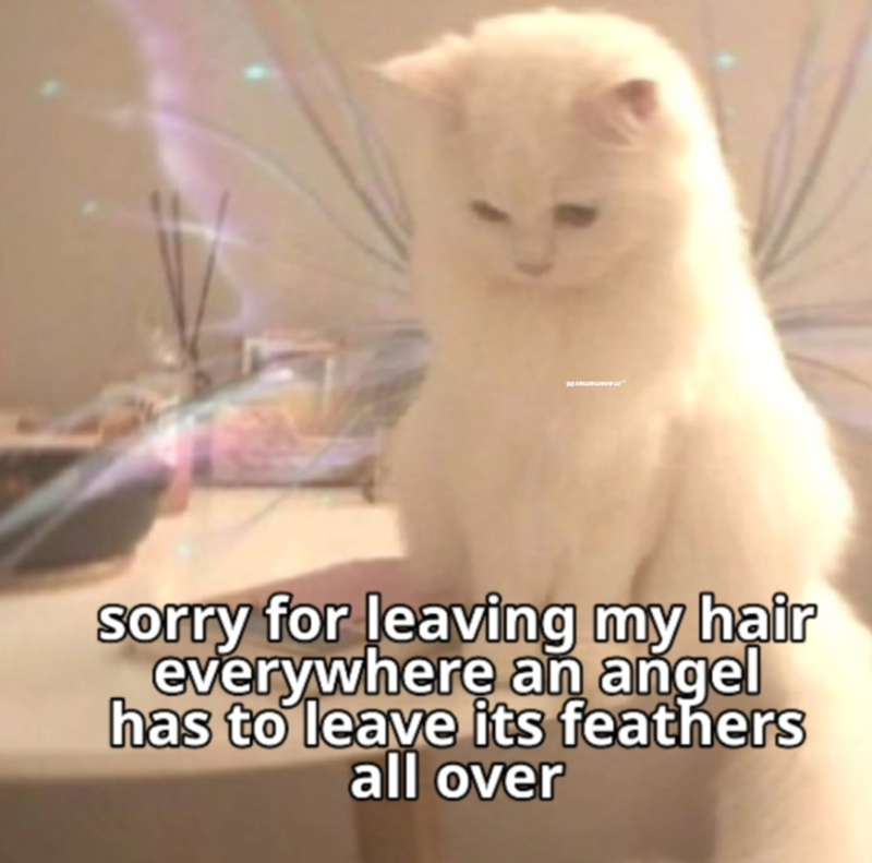 90 тешешное " sorry for leaving my hair everywhere an angel has to leave its feathers all over