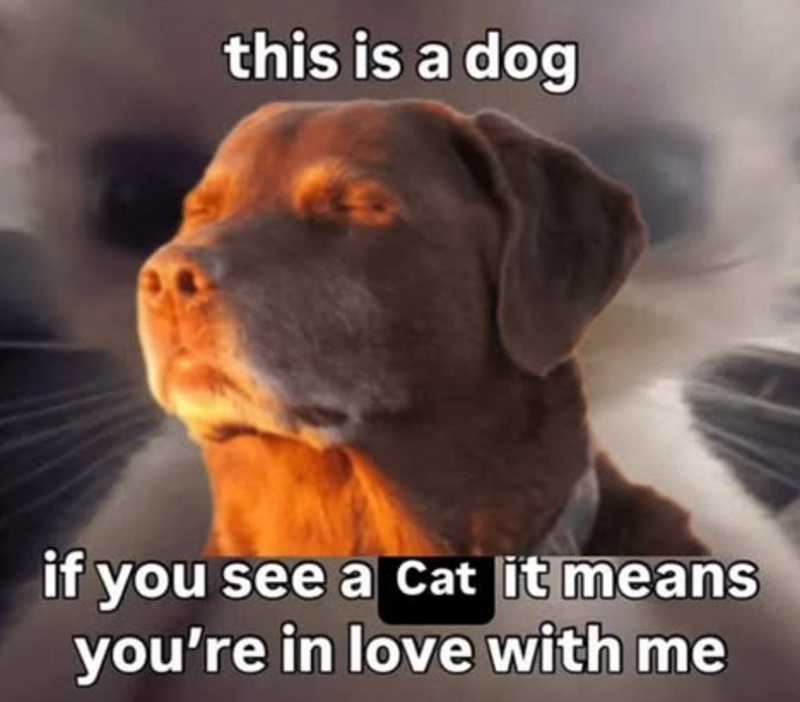 this is a dog if you see a cat it means you're in love with me