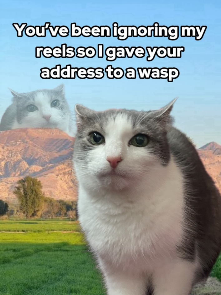 You've been ignoring my reels so I gave your address to a wasp