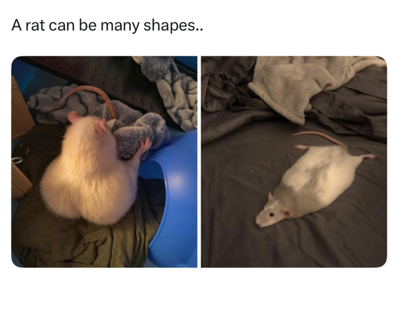 A rat can be many shapes..