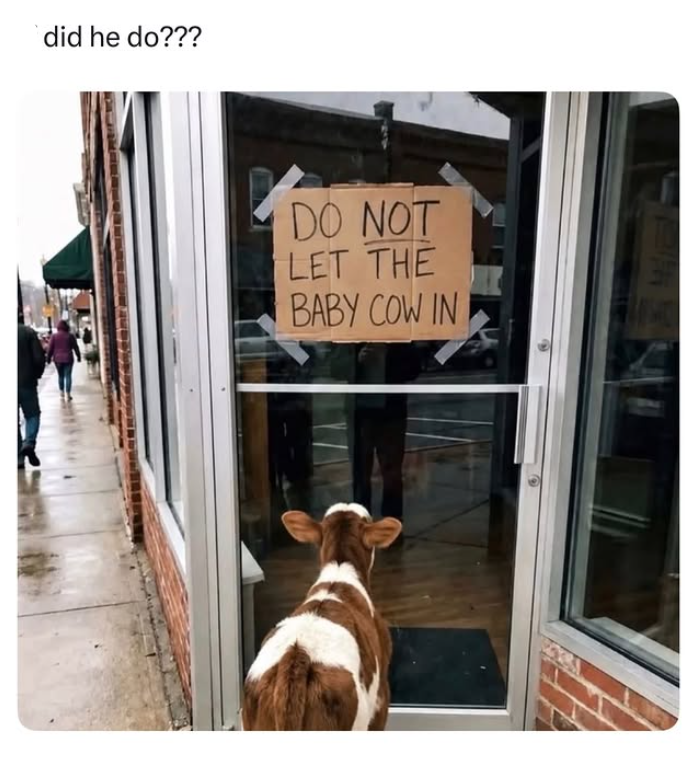 did he do??? DO NOT LET THE BABY COW IN
