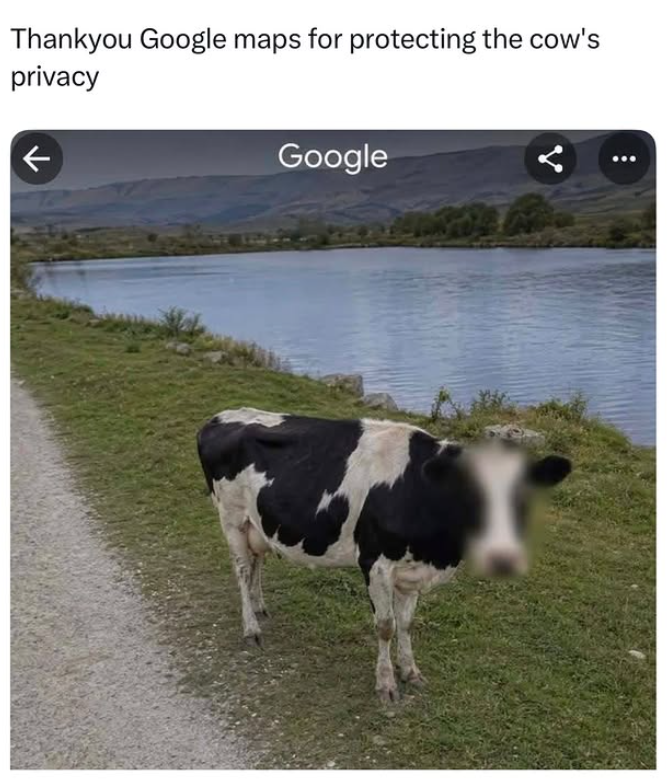 Thankyou Google maps for protecting the cow's privacy Google