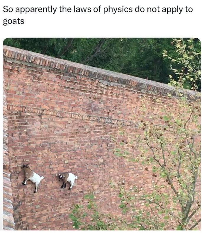 So apparently the laws of physics do not apply to goats