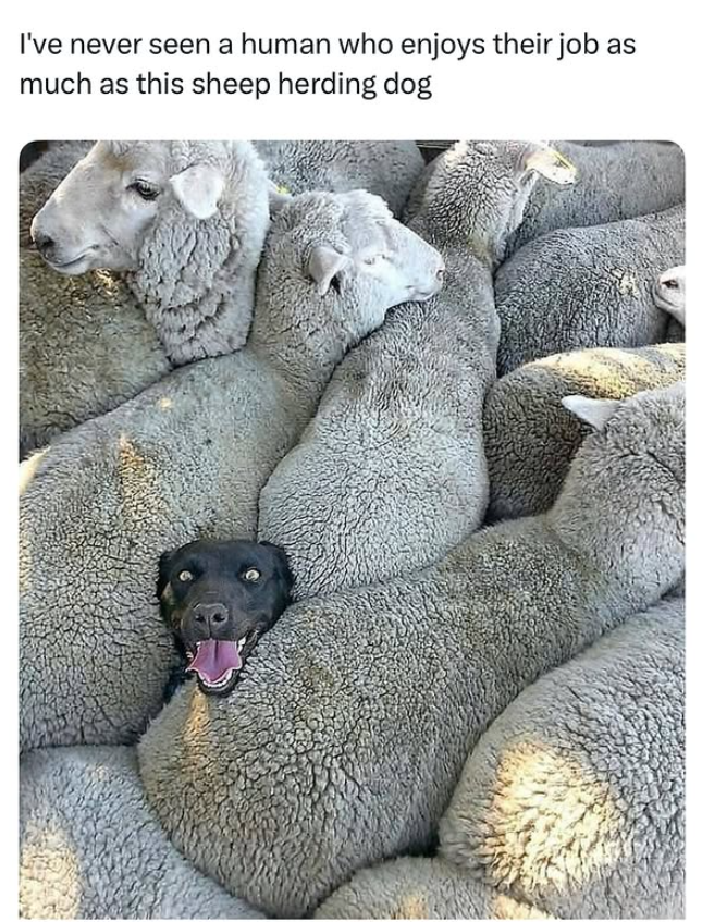 I've never seen a human who enjoys their job as much as this sheep herding dog