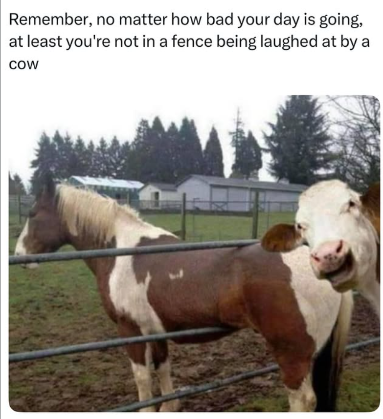 Remember, no matter how bad your day is going, at least you're not in a fence being laughed at by a COW