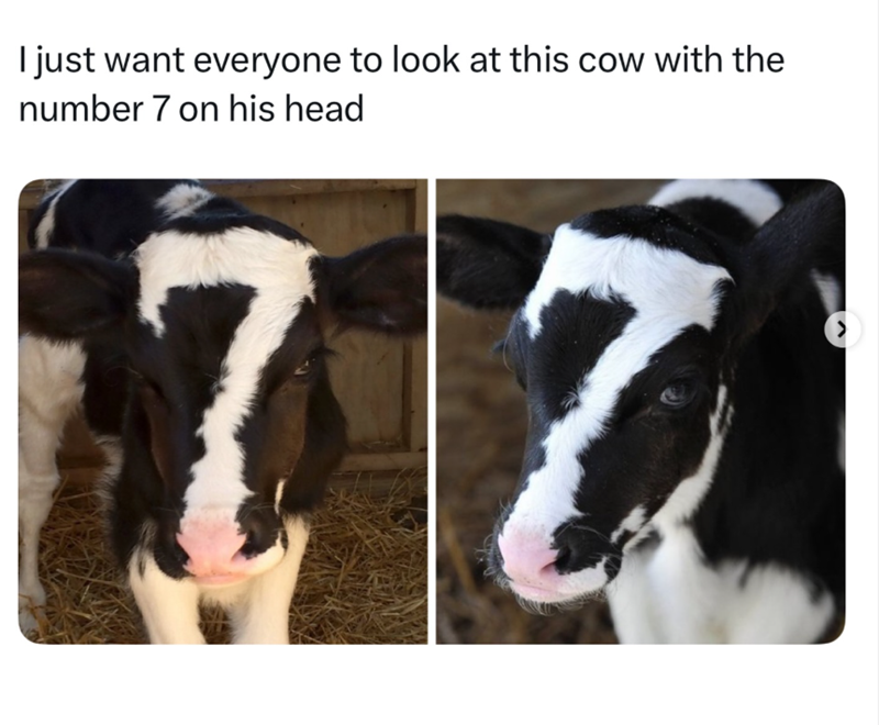 I just want everyone to look at this cow with the number 7 on his head 7 >