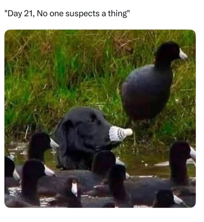 "Day 21, No one suspects a thing"