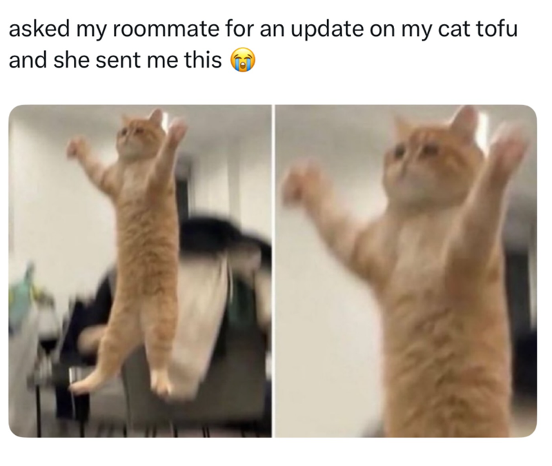 asked my roommate for an update on my cat tofu and she sent me this