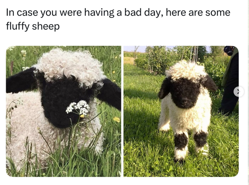 In case you were having a bad day, here are some fluffy sheep