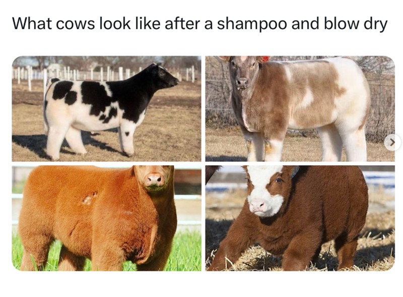 What cows look like after a shampoo and blow dry