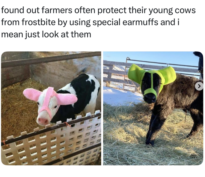 found out farmers often protect their young cows from frostbite by using special earmuffs and i mean just look at them >