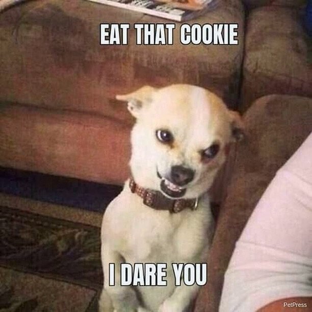 EAT THAT COOKIE I DARE YOU PetPress