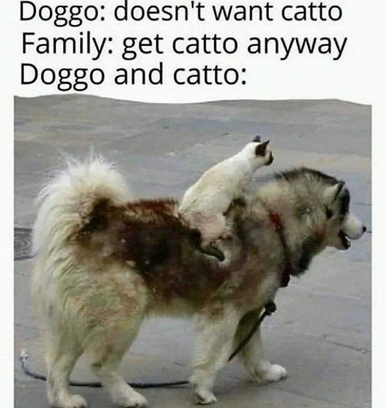 Doggo: doesn't want catto Family: get catto anyway Doggo and catto: