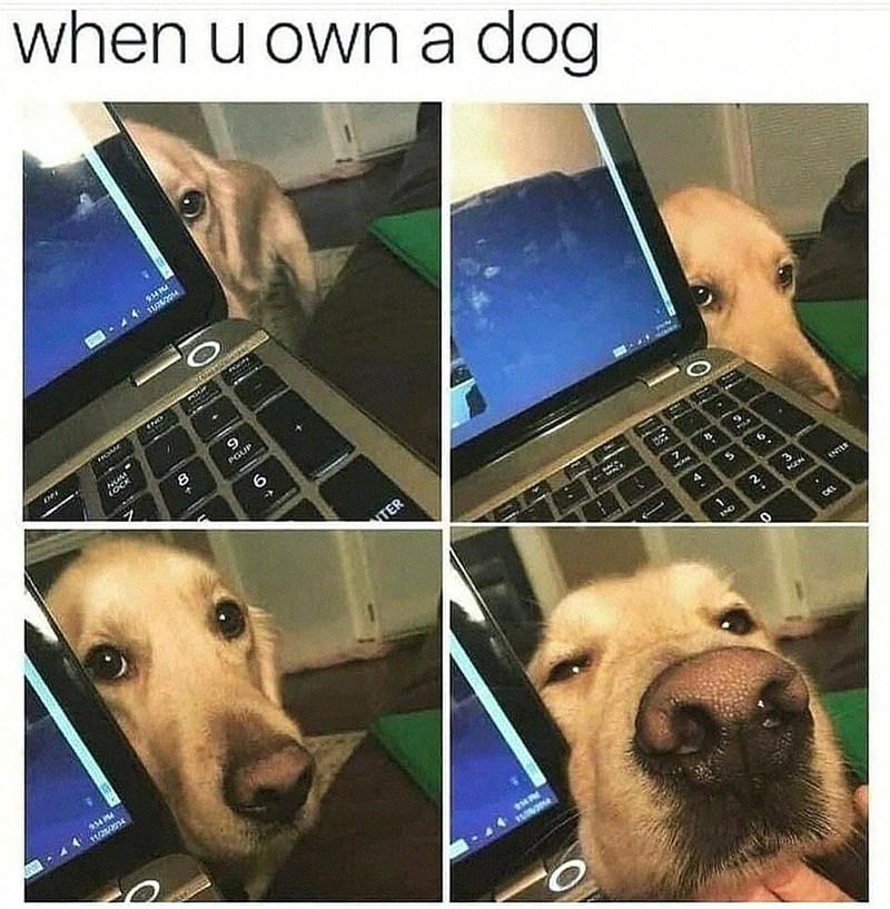 934 PM HOME when u own a dog 9 PGUP 6 TER 4 S 2 0 9 CEL