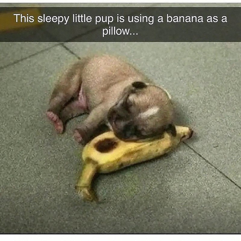 This sleepy little pup is using a banana as a pillow...