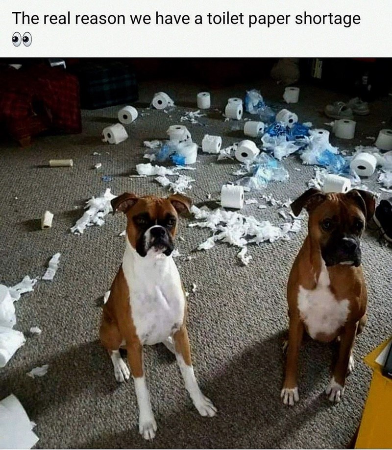The real reason we have a toilet paper shortage 7