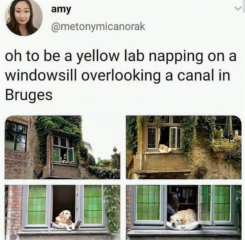 amy @metonymicanorak oh to be a yellow lab napping on a windowsill overlooking a canal in Bruges