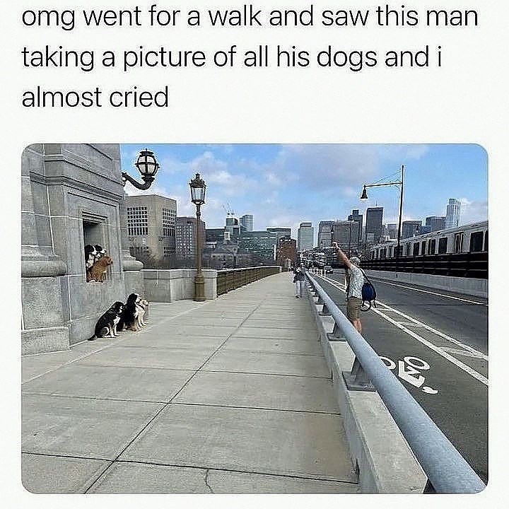 omg went for a walk and saw this man taking a picture of all his dogs and i almost cried