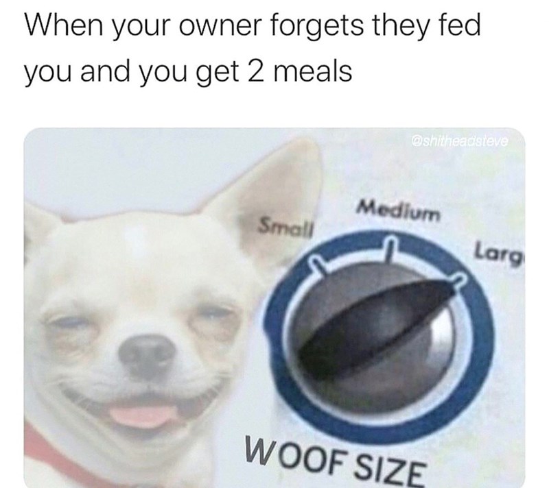 When your owner forgets they fed you and you get 2 meals. @shitheadsteve Medium Small Larg WOOF SIZE