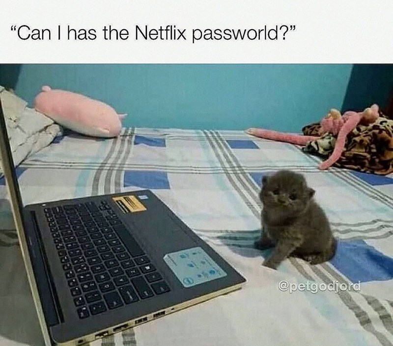 "Can I has the Netflix passworld?" 9 C @petgodjord