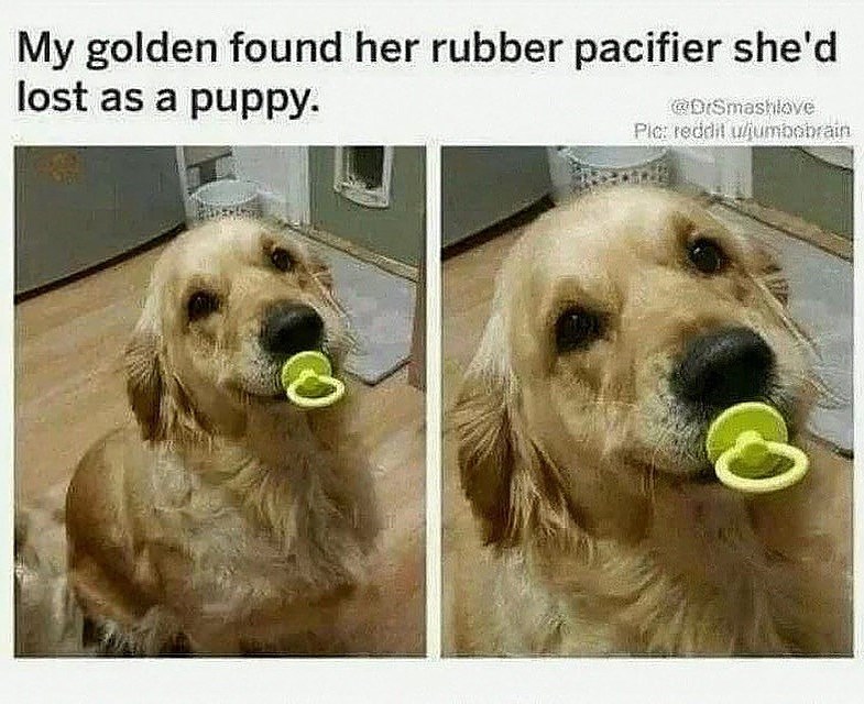 My golden found her rubber pacifier she'd lost as a puppy. @DrSmashlave Pic: reddit u/jumbobrain