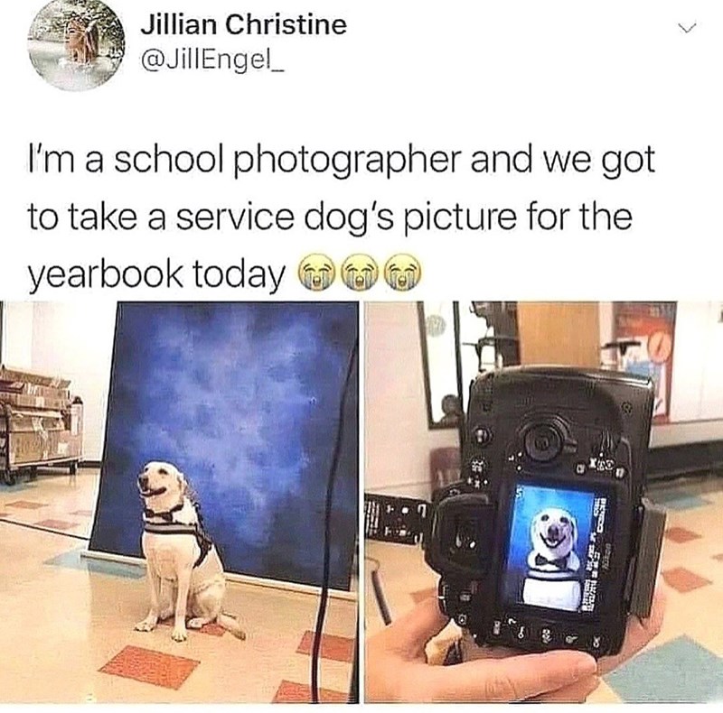 Jillian Christine @JillEngel_ I'm a school photographer and we got to take a service dog's picture for the yearbook today O C