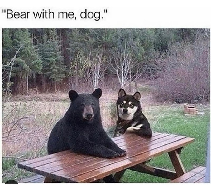 "Bear with me, dog."