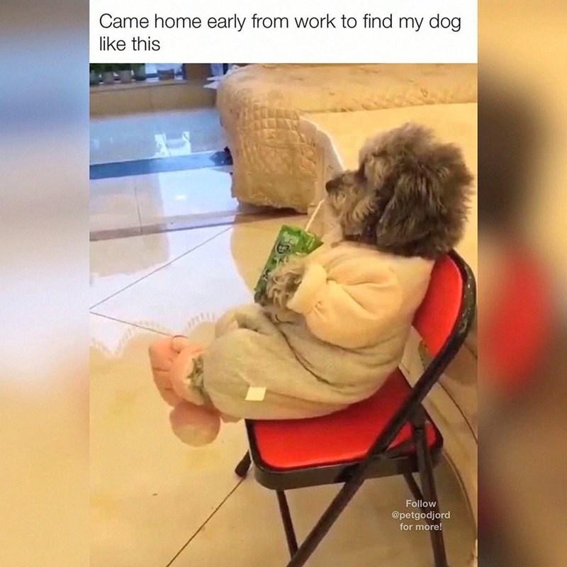 Came home early from work to find my dog like this Follow @petgodjord for more!