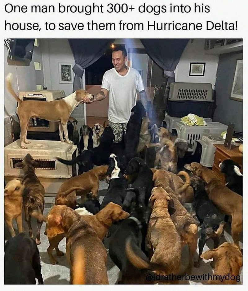 One man brought 300+ dogs into his house, to save them from Hurricane Delta! 1114 @idratherbewithmydog