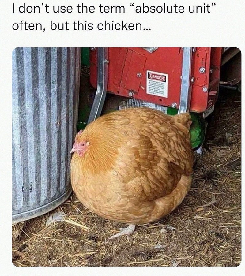 I don't use the term "absolute unit" often, but this chicken... DANGER