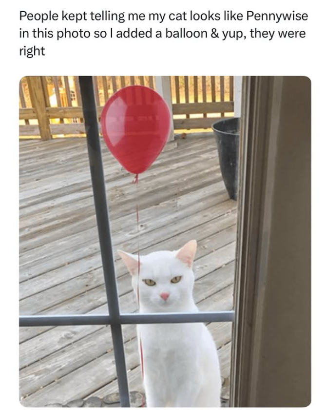 People kept telling me my cat looks like Pennywise in this photo so I added a balloon & yup, they were right