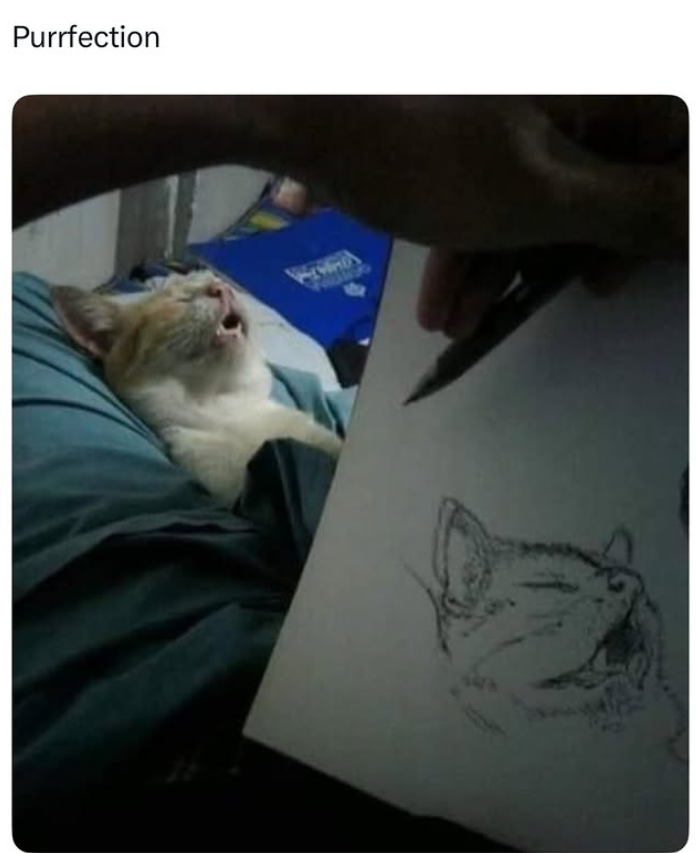 Purrfection