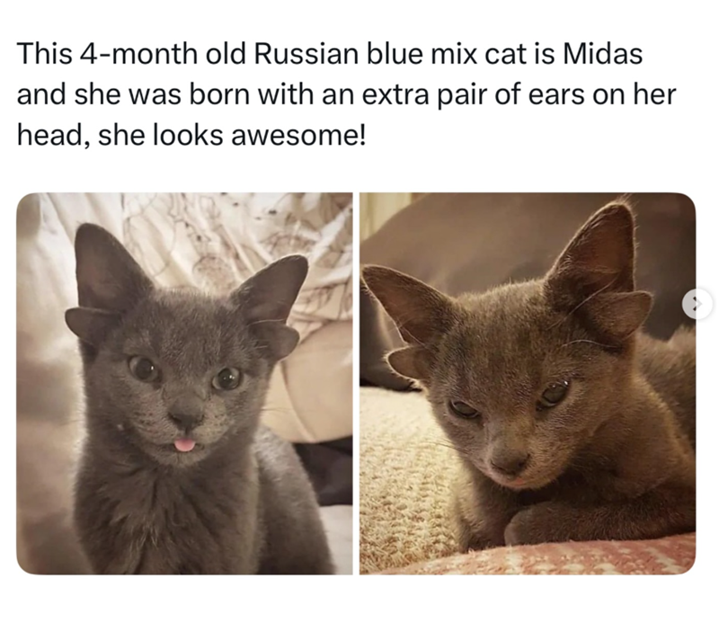 This 4-month old Russian blue mix cat is Midas and she was born with an extra pair of ears on her head, she looks awesome!