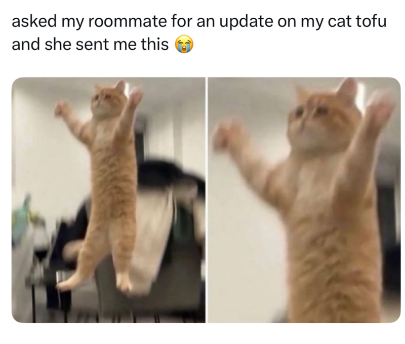 asked my roommate for an update on my cat tofu and she sent me this