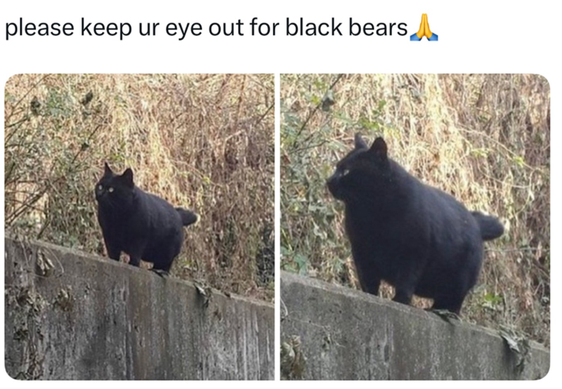please keep ur eye out for black bears
