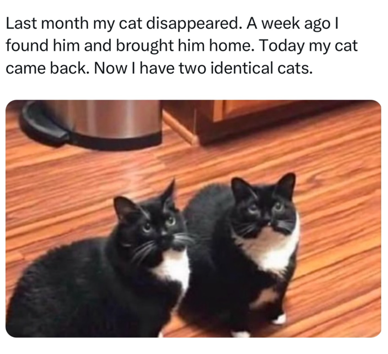 Last month my cat disappeared. A week ago I found him and brought him home. Today my cat came back. Now I have two identical cats.