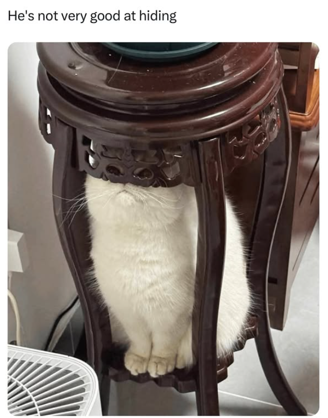 He's not very good at hiding