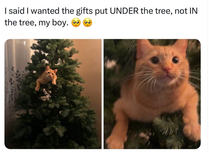 I said I wanted the gifts put UNDER the tree, not IN the tree, my boy.