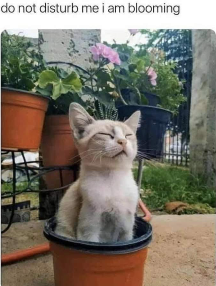 do not disturb me i am blooming