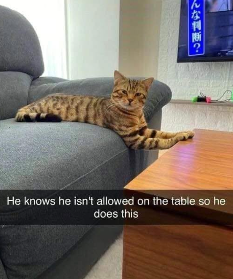 んな判断? He knows he isn't allowed on the table so he does this