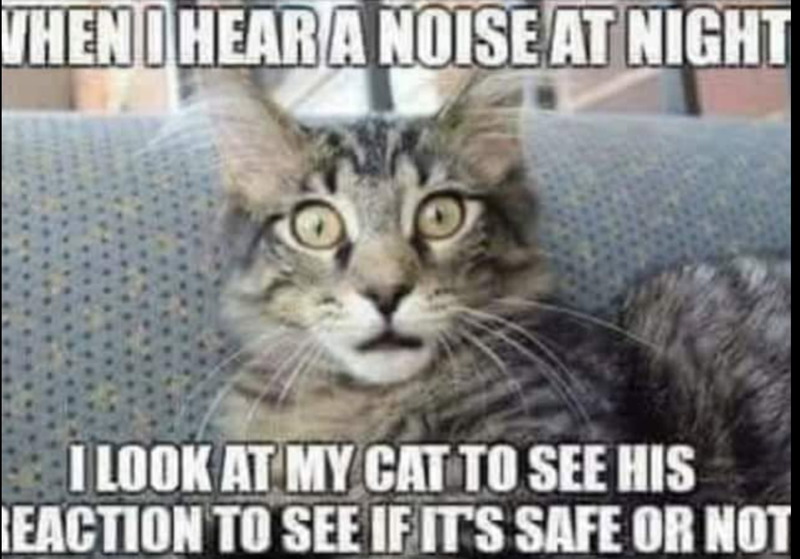 WHEN I HEAR A NOISE AT NIGHT I LOOK AT MY CAT TO SEE HIS REACTION TO SEE IF IT'S SAFE OR NOT