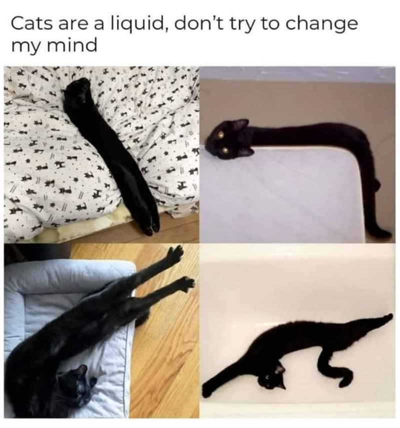 Cats are a liquid, don't try to change my mind 55