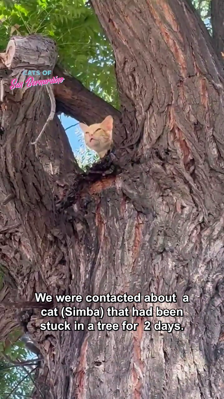EATS OF San Bernardine We were contacted about a cat (Simba) that had been stuck in a tree for 2 days.