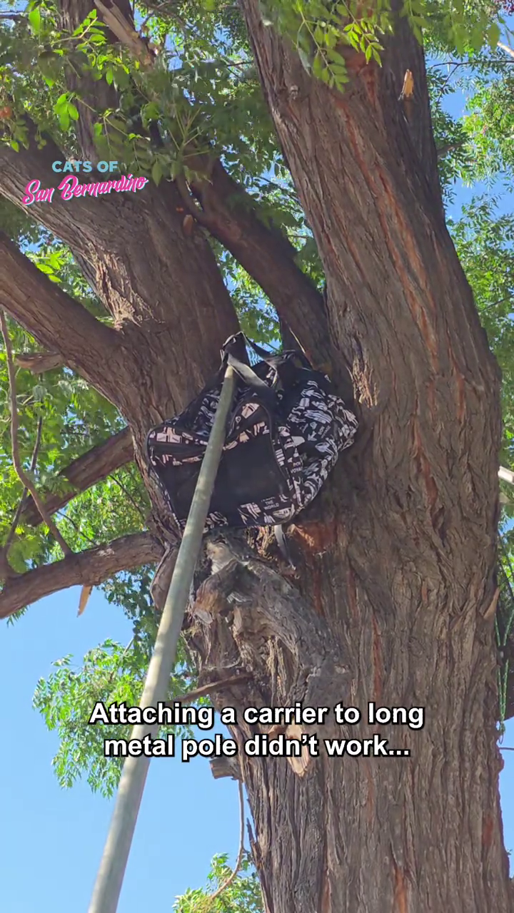 CATS OF San Bernardine Attaching a carrier to long metal pole didn't work...