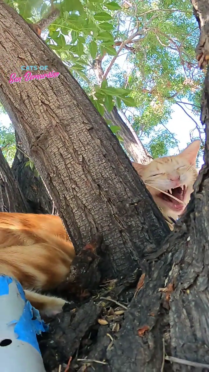 CATS OF