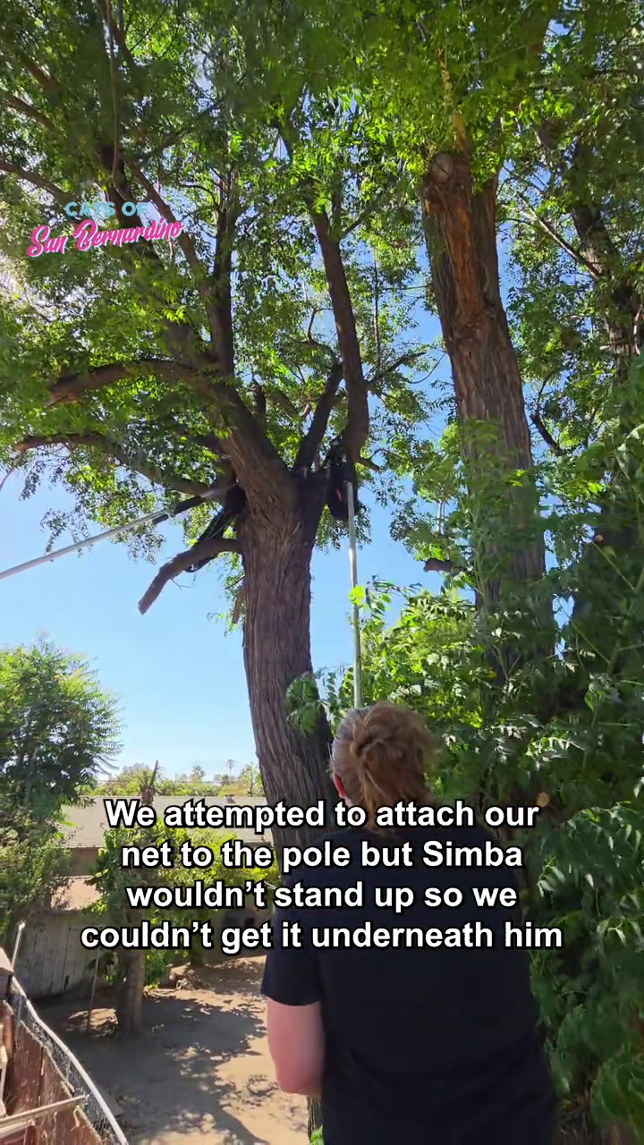 Suit Bernardine We attempted to attach our net to the pole but Simba wouldn't stand up so we couldn't get it underneath him