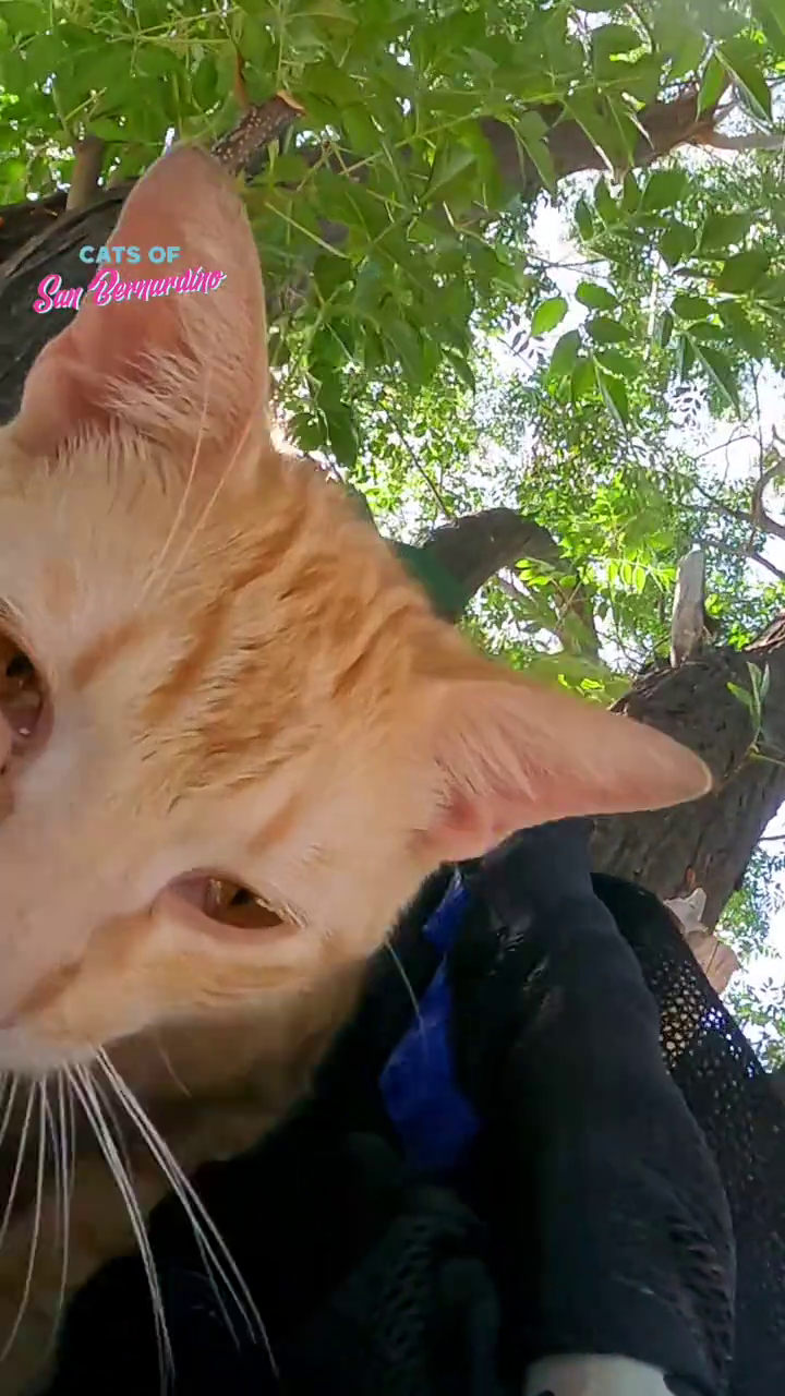 CATS OF San Bernardbo