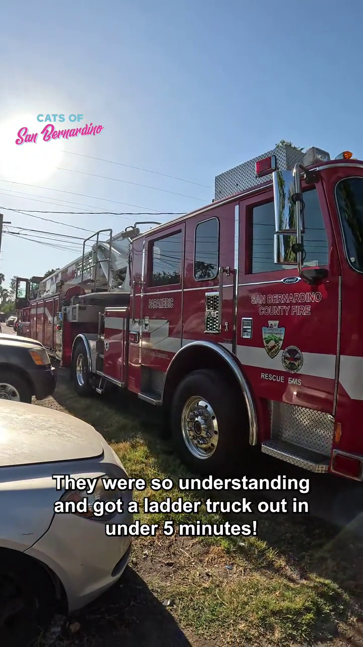 CATS OF San Bernardino PARAMEDIC SAN BERNARDINO COUNTY FIRE RESCUE EMS They were so understanding and got a ladder truck out in under 5 minutes!